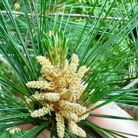 Сосна веймутова, или белая восточная (лат. Pinus strobus), семена