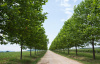 Платан западный или Сикомор, Явор (лат. Platanus occidentalis), семена 