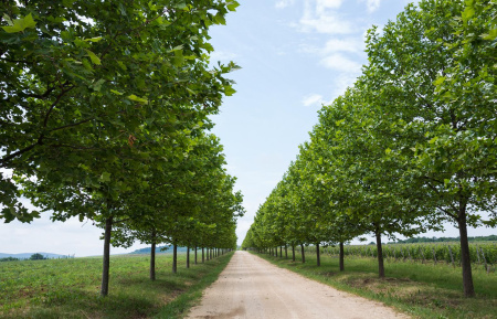 Платан западный или Сикомор, Явор (лат. Platanus occidentalis), семена 