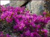 Рододендрон даурский гибридный Стаккато (лат. Rhododendron x dauricum) 0,05 грамм, семена