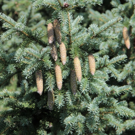 Ель сибирская голубая (лат. Picea sibirica var. coerulea), семена