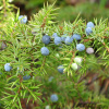 Можжевельник сибирский (лат. Juniperus sibirica), семена