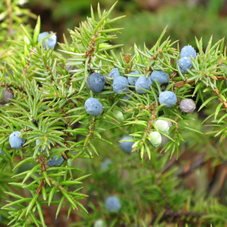 Можжевельник сибирский (лат. Juniperus sibirica), семена