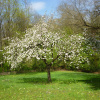 Яблоня среднеплодная полукультурка (лат. Malus hybride), семена