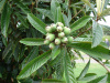 Мушмула японская (лат. Eriobotrya japonica), семена
