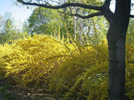 Форзиция свисающая (лат. Forsythia suspensa), семена