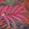 Рябина смешанная (лат. Sorbus commixta), семена