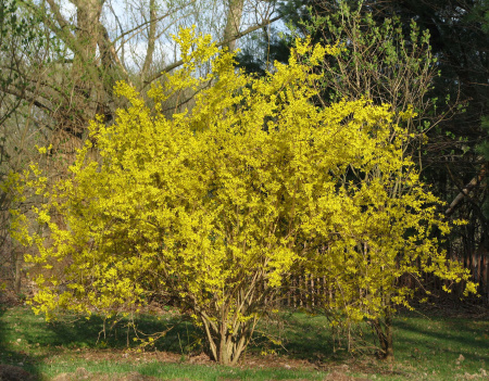 Форзиция свисающая (лат. Forsythia suspensa), семена