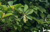 Магнолия кобус (лат. Magnolia kobus), семена
