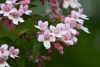 Кольквиция прелестная (лат. Kolkwitzia amabilis), семена