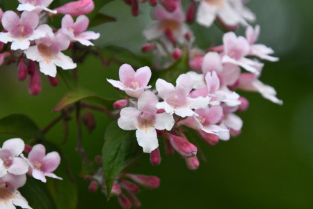 Кольквиция прелестная (лат. Kolkwitzia amabilis), семена