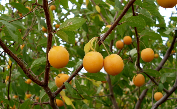 Алыча, или слива растопыренная желтые плоды (лат. Prunus cerasifera), семена