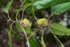 Дуб острейший (лат. Quercus acutissima) 10 шт, семена 