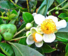 Камелия китайская (лат. Camellia sinensis), семена