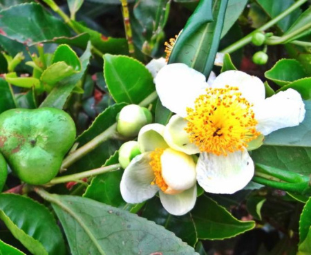 Камелия китайская (лат. Camellia sinensis), семена