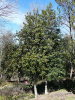 Падуб остролистный (лат. Ilex aquifolium), семена