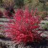 Барбарис амурский (лат. Berberis amurensis), семена