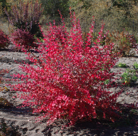Барбарис амурский (лат. Berberis amurensis), семена