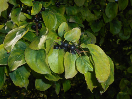 Крушина даурская (лат. Rhamnus dahurica), семена