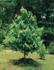 Азимина трёхлопастная (лат. Asimina triloba), семена