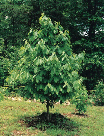 Азимина трёхлопастная (лат. Asimina triloba), семена