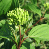 Дерен кроваво-красный (лат. Cornus sanguinea), семена 