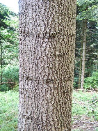 Пихта одноцветная (лат. Abies concolor), семена