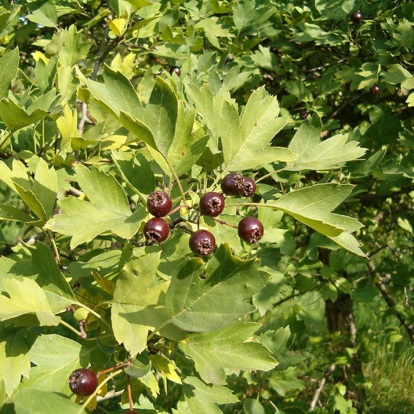 Боярышник пятипестичный (лат. Crataegus pentagyna), семена