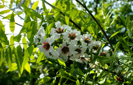 Чекалкин орех, или Ксантоцерас рябинолистный (лат. Xanthoceras sorbifolium), саженец, 1 шт 