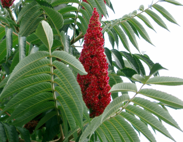 Сумах оленерогий, или Сумах пушистый, Уксусное дерево (лат. Rhus typhina), семена