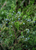 Можжевельник китайский (лат. Juniperus chinensis), семена