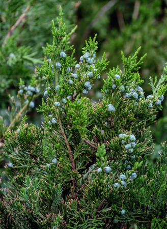 Можжевельник китайский (лат. Juniperus chinensis), семена