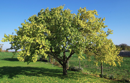Абрикос обыкновенный (лат. Prunus armeniaca), сеянец, 1 шт 