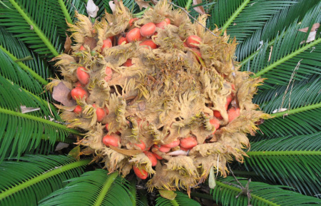 Саговник поникающий (лат. Cycas revoluta), семена 3 штуки