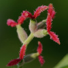 Орех сердцевидный (лат. Juglans cordiformis Max.) 10 штук, семена