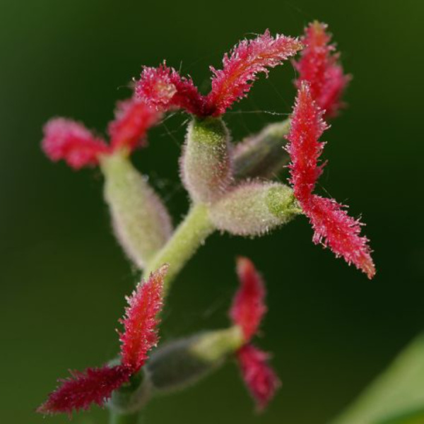 Орех сердцевидный (лат. Juglans cordiformis Max.) 10 штук, семена