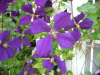 Клематис фиолетовый 'Dark eyes' (лат. Clematis viticella 'Dark eyes'), семена