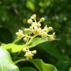 Лавр камфорный, или коричник, или Камфорное дерево (лат. Cinnamomum camphora), семена