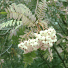 Рябина Кёне (лат. Sorbus koehneana), семена