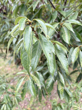 Дуб сизый, или Японский голубой дуб (лат. Quercus glauca), саженцы, 3 шт