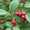 Кизильник многоцветковый (лат. Cotoneaster multiflorus), семена