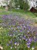 Фиалка трёхцветная, или анютины глазки (лат. Viola tricolor), семена 50 шт