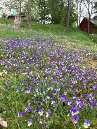 Фиалка трёхцветная, или анютины глазки (лат. Viola tricolor), семена 50 шт