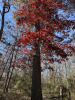 Дуб шарлаховый (лат. Quercus coccinea) 10 штук, семена
