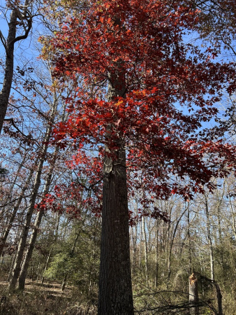 Дуб шарлаховый (лат. Quercus coccinea) 10 штук, семена