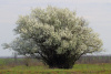 Алыча, или слива растопыренная желтые плоды (лат. Prunus cerasifera), семена