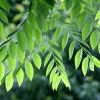 Бундук китайский, или китайское кофейное дерево (лат. Gymnocladus chinensis) , семена