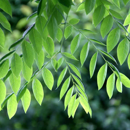 Бундук китайский, или китайское кофейное дерево (лат. Gymnocladus chinensis) , семена