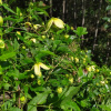 Клематис пильчатолистный (лат. Clematis serratifolia), семена