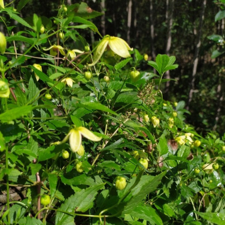 Клематис пильчатолистный (лат. Clematis serratifolia), семена